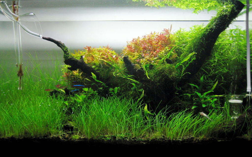 Planted Tank