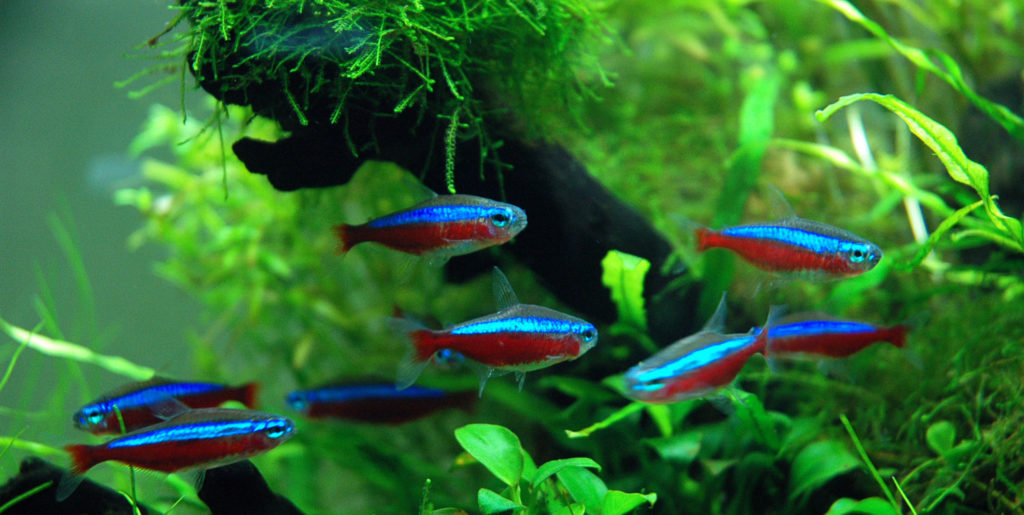 Cardinal Tetra
