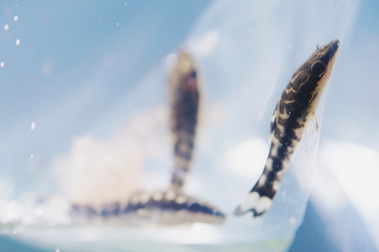 Otocinclus cocama – Zebra Oto