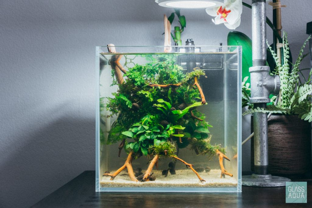 Planted Betta Tank