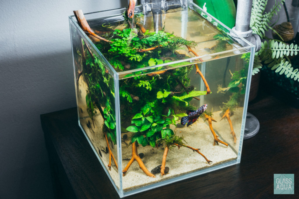 Planted Betta Tank