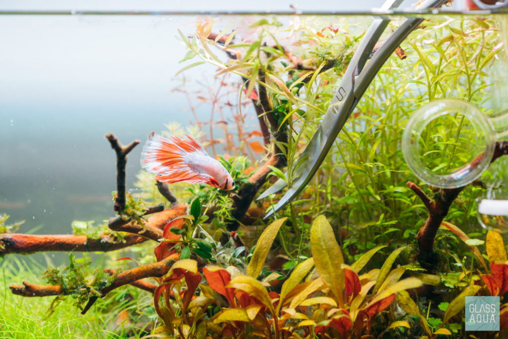 Aquascaping Scissors