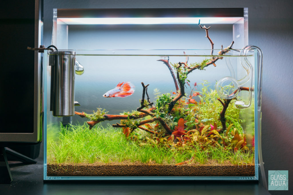 Planted Betta Tank
