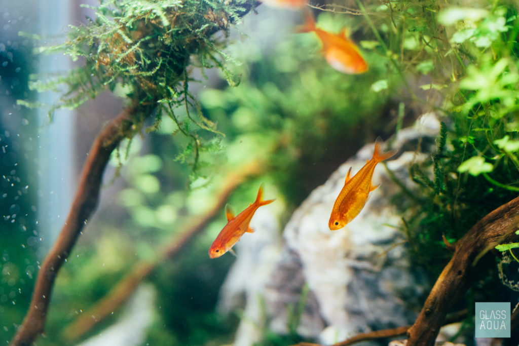 Ember Tetra