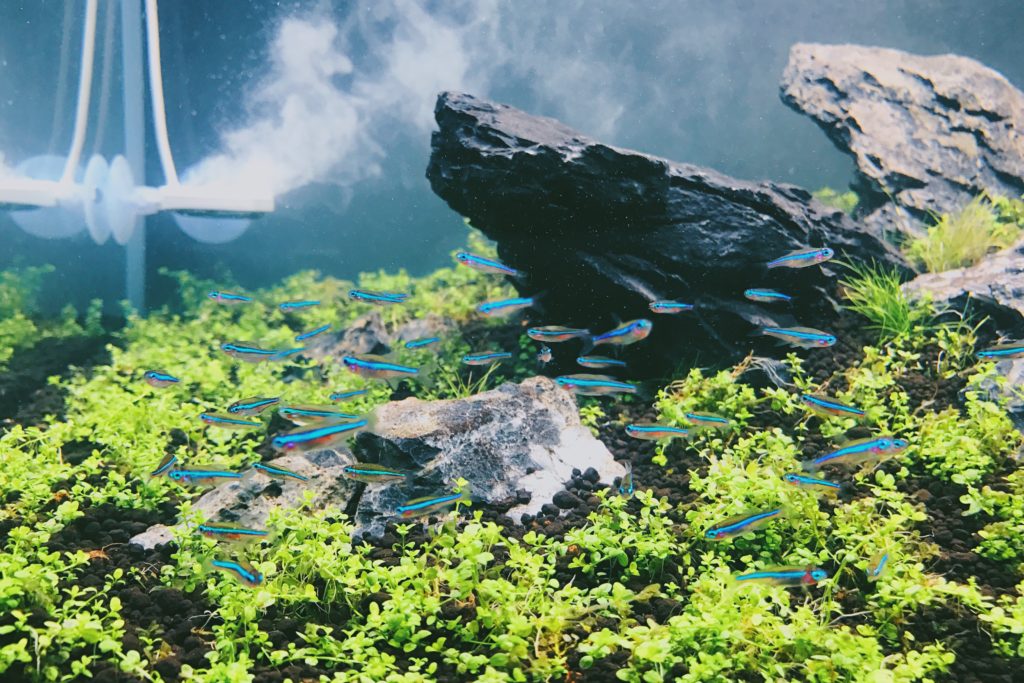 Green Neon Tetras