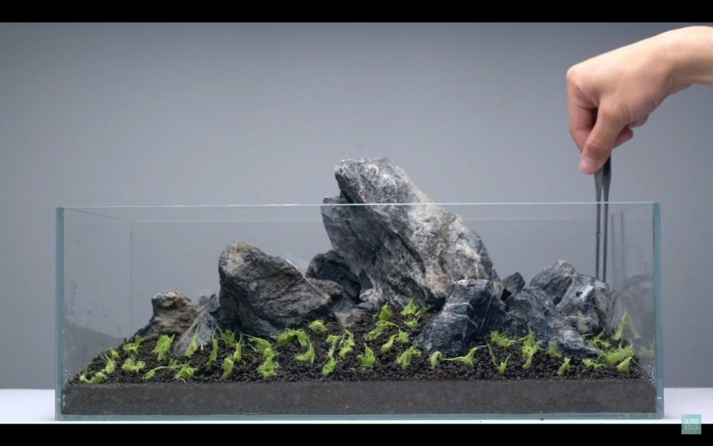 Glass Aqua Planted Aquarium Tank Dry Start Method Guide