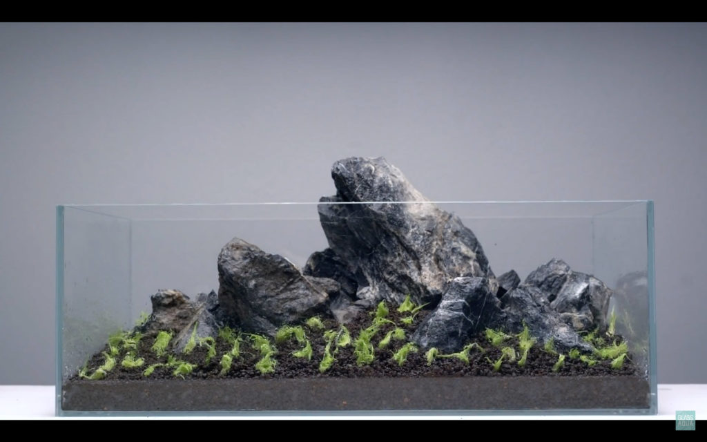 Glass Aqua Planted Aquarium Tank Dry Start Method Guide