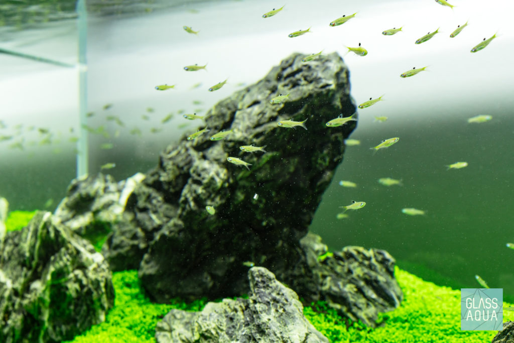 Emerald Eye Rasbora Brevibora dorsiocellata