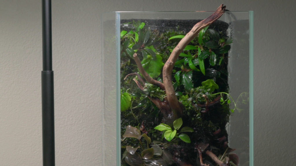 Glass Aqua Aqua-darium Planted Aquarium Paludarium