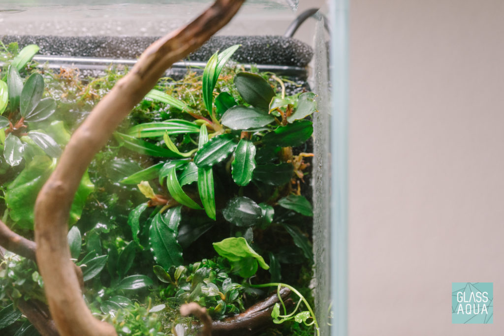 Bucephalandra and Aridarium rare aquarium plants
