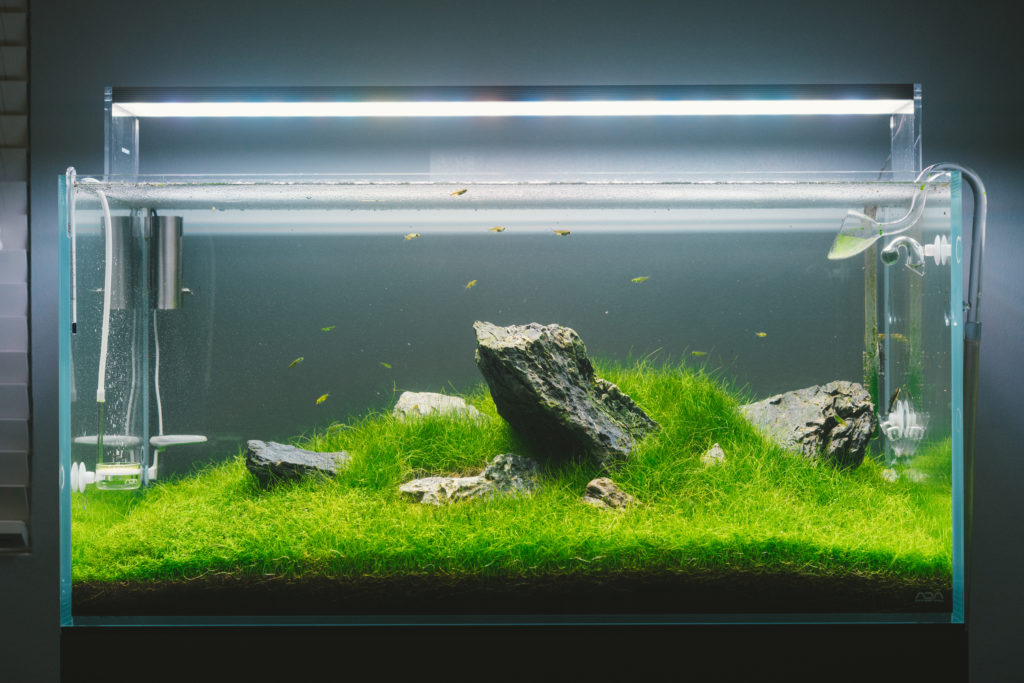Planted Tank Aquascape Planted Tank Aquascape