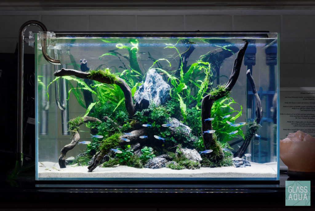 Planted Low Light Tank Planted Low Light Tank