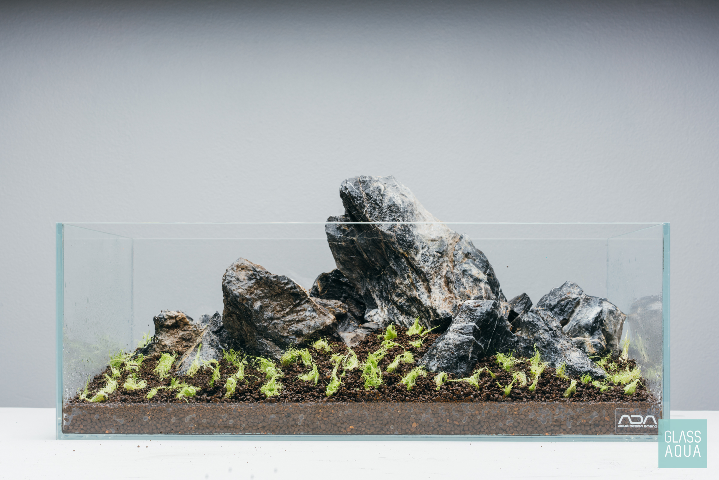 Planted Tank Aquascape Planted Tank Aquascape