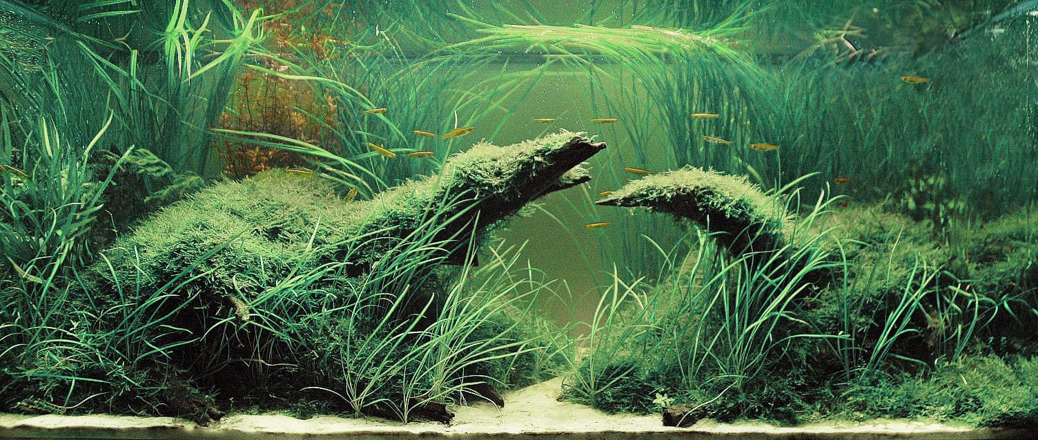 Planted Tank ADA IAPLC Planted Tank ADA IAPLC