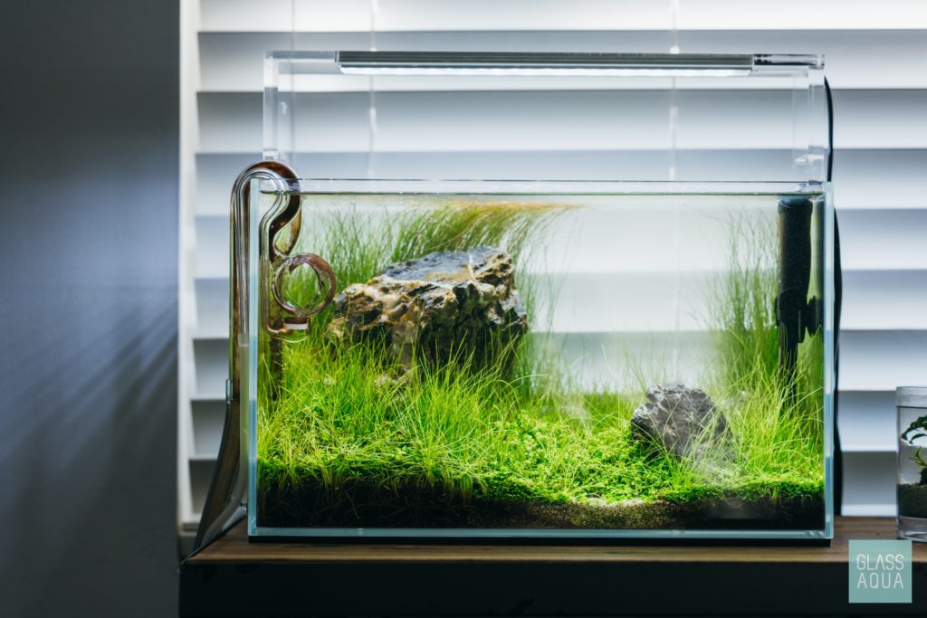 Planted Tank Aquascape