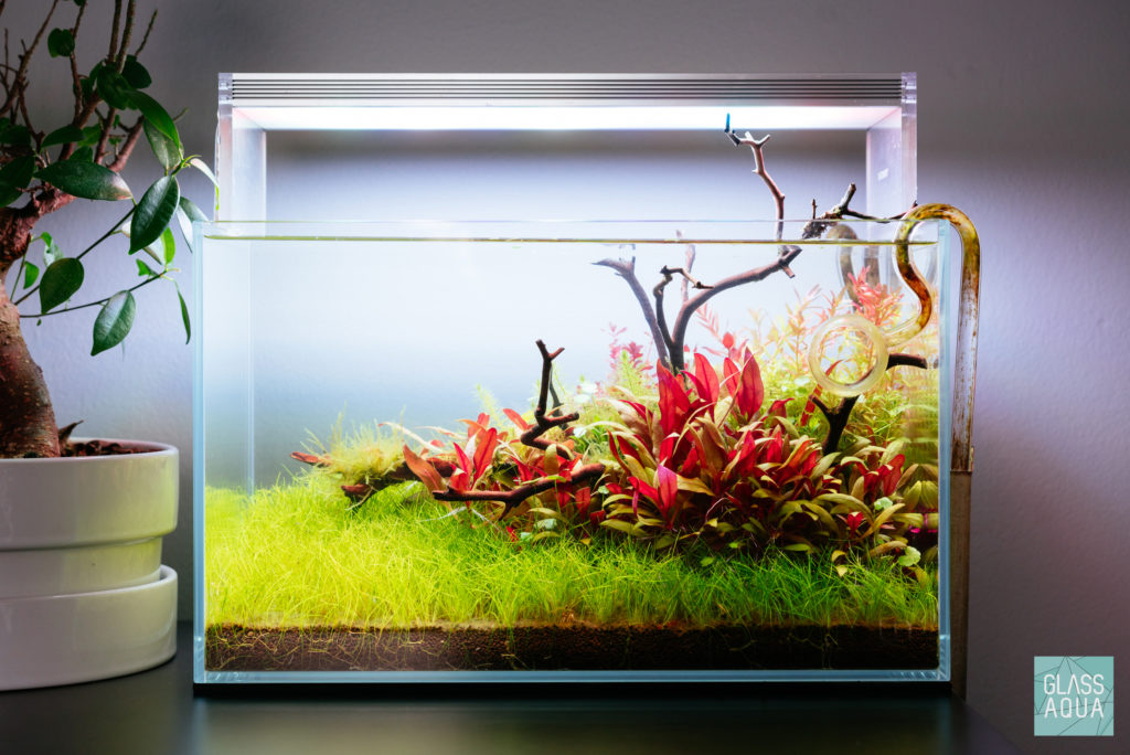 Planted Nano Aquarium Tank