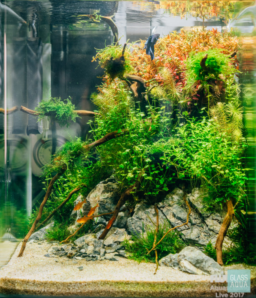Planted Tank